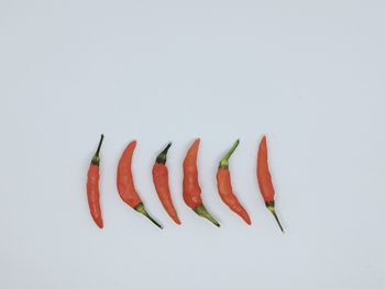 Close-up of red chili pepper against white background