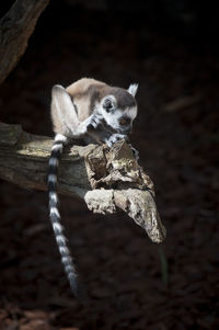 Close-up of lemur on branch