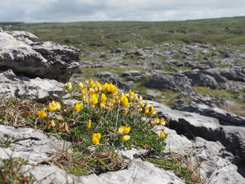 Close-up of yellow flowers blooming outdoors