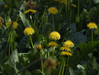 Close-up of yellow flowering plants