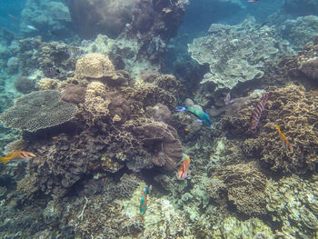 Close-up of coral underwater