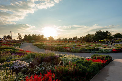 Scenic view of flowering plants and trees against sky at sunset