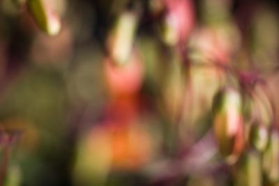 Close-up of pink blurred background