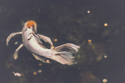 Close-up of koi fish swimming in tank