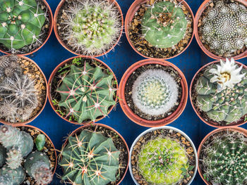 Directly above shot of potted plants