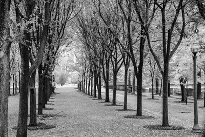 Footpath amidst trees in park