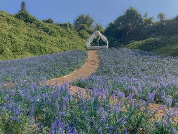 Purple flowering plants on field against sky