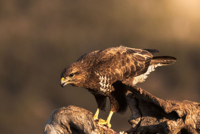 Close-up of eagle perching on a tree