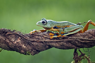 Close-up of lizard