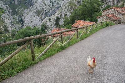 Dog in mountains