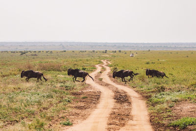 Wildebeest migration