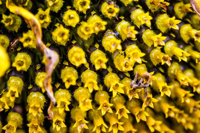 Full frame shot of yellow flowering plant