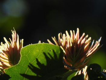 Close-up of flower blooming outdoors