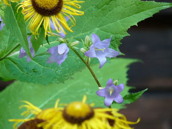 Close-up of flowers blooming outdoors