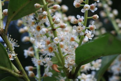 Close-up of white flowering plant