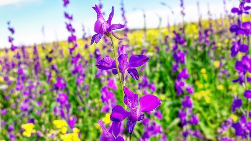 Close-up of purple flowering plants on field