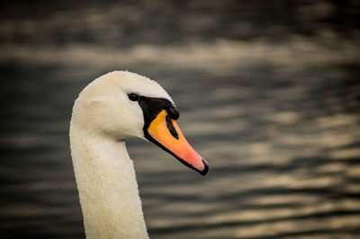 Close-up of swan