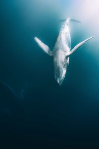 Fish swimming in sea