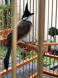 Close-up of birds against railing