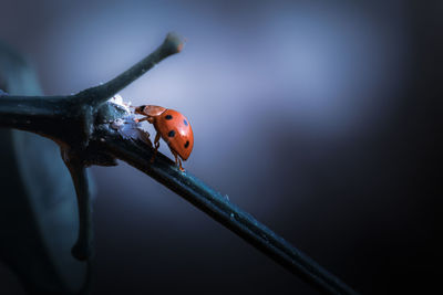 Close up of ladybug creeping on plant stem