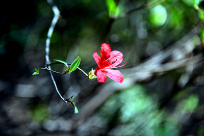 Close-up of pink flowering plant