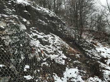 Frozen trees on mountain