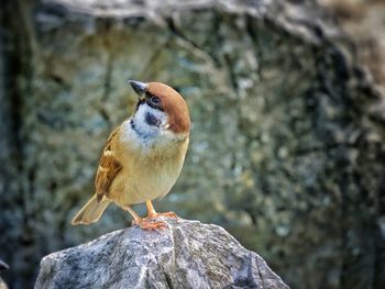 Close-up of bird perching on rock