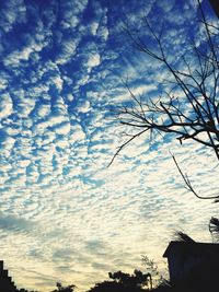 Low angle view of bare trees against blue sky