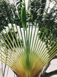 Close-up of palm tree leaves
