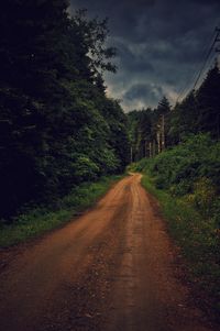 Dirt road along trees and plants in forest