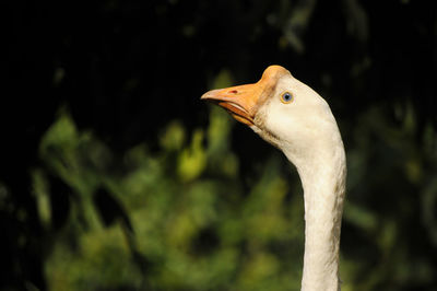 Close-up of a bird on land