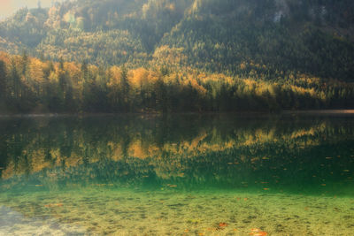 Reflection of trees in calm lake