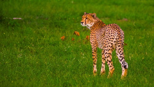 Rabbit on grassy field