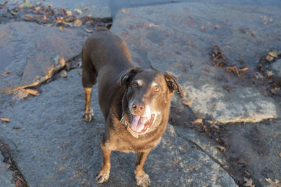 High angle view of dog standing on rock at beach