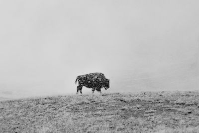 Horse on field against sky