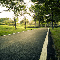 Empty road along trees in city