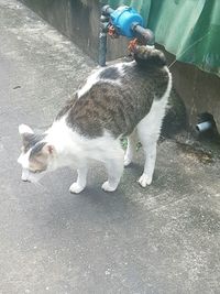 High angle view of cat standing on street in city