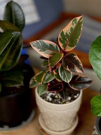 High angle view of potted plant on table