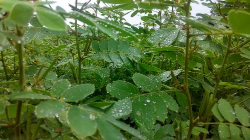 Close-up of wet plant