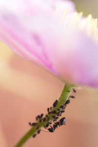 Close-up of insect on pink flower