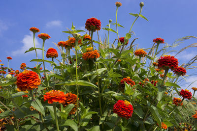 Low angle view of poppies blooming on field against sky