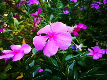 Close-up of pink flowers blooming outdoors