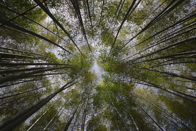 Directly below shot of bamboo trees in forest