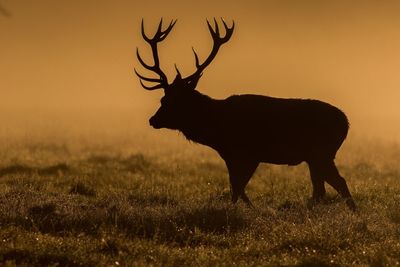 Silhouette deer walking on field during sunset