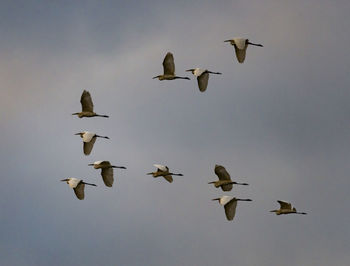 Low angle view of birds flying against sky