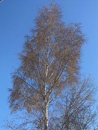 Low angle view of tree against clear blue sky