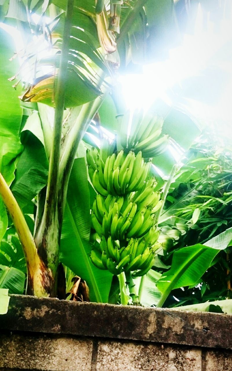 growth, green color, leaf, no people, freshness, banana tree, plant, day, nature, outdoors, close-up, beauty in nature, food