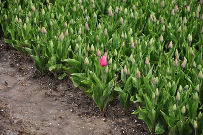 Close-up of flowers growing in field