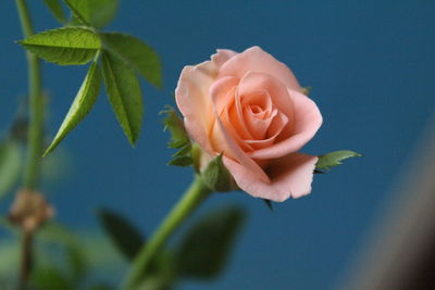 Close-up of rose blooming outdoors