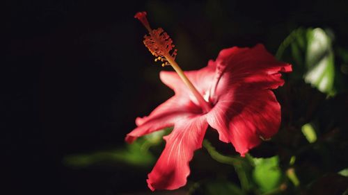 Close-up of hibiscus blooming outdoors